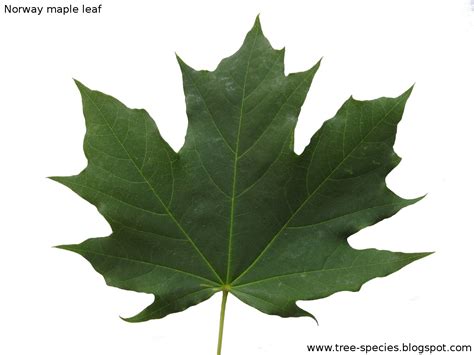 norway maple leaf shape